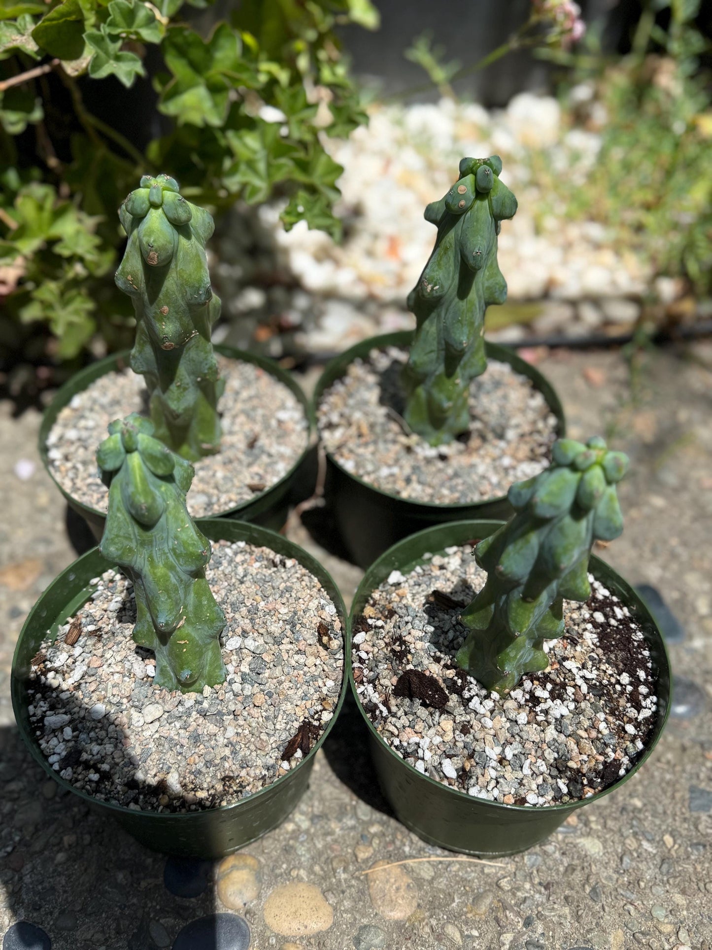 Myrtillocactus geometrizans 'Fukurokuryuzinboku "Boobie cactus"  live rooted plant