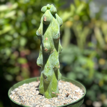 Myrtillocactus geometrizans 'Fukurokuryuzinboku "Boobie cactus"  live rooted plant
