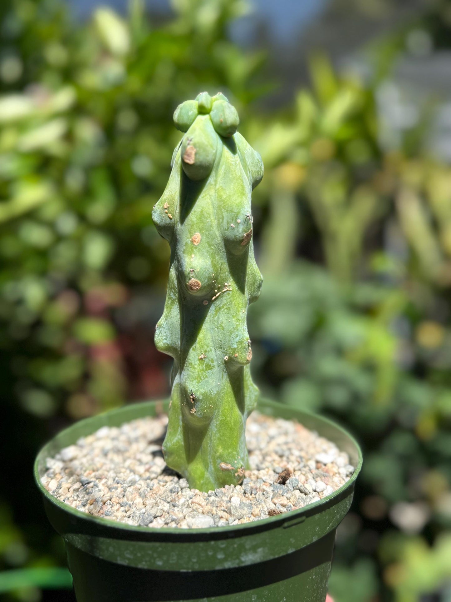 Myrtillocactus geometrizans 'Fukurokuryuzinboku "Boobie cactus"  live rooted plant