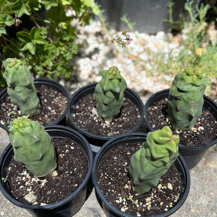 Pachycereus Schottii Monstrosus (Totem Pole) Cactus ROOTED Live Plant Thornless 5" to 7" tall