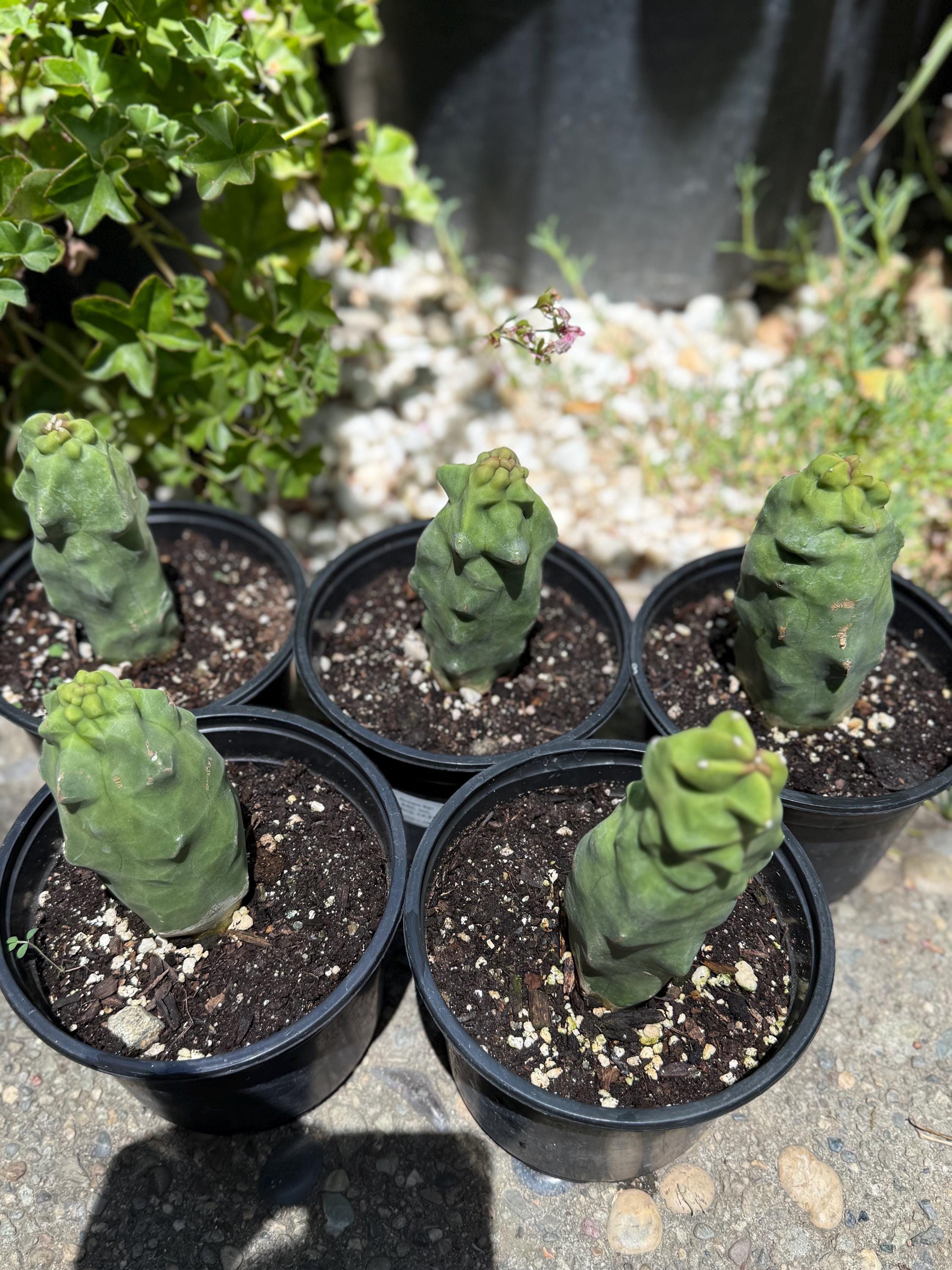 thornless succulents Pachycereus Schottii Monstrosus (Totem Pole) Cactus ROOTED Live Plant Thornless 5" to 7" tall