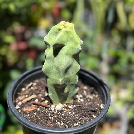 Pachycereus Schottii Monstrosus (Totem Pole) Cactus ROOTED Live Plant Thornless 5" to 7" tall