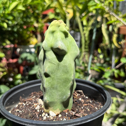 Pachycereus Schottii Monstrosus (Totem Pole) Cactus ROOTED Live Plant Thornless 5" to 7" tall