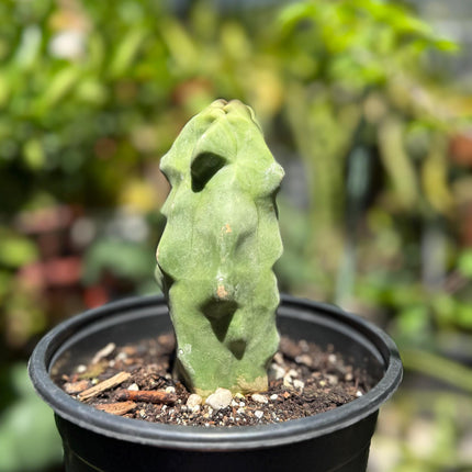 Pachycereus Schottii Monstrosus (Totem Pole) Cactus ROOTED Live Plant Thornless 5" to 7" tall