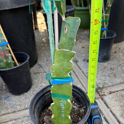 Patricia (official Astuna 5 yellow) grafted Dragon Fruit live plant