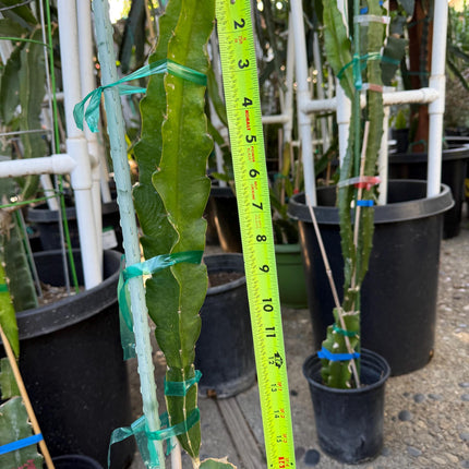 Patricia (official Astuna 5 yellow) grafted Dragon Fruit live plant
