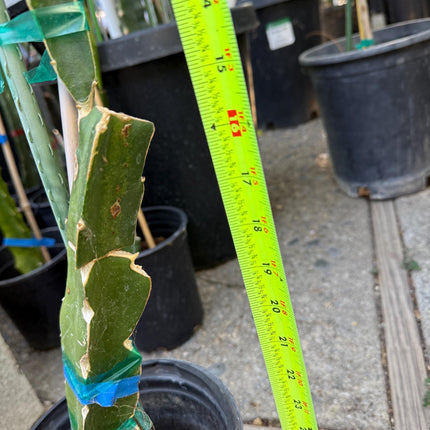 Patricia (official Astuna 5 yellow) grafted Dragon Fruit live plant