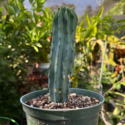 Myrtillocactus geometrizans ‘Blue Candle Cactus’, Live Plant