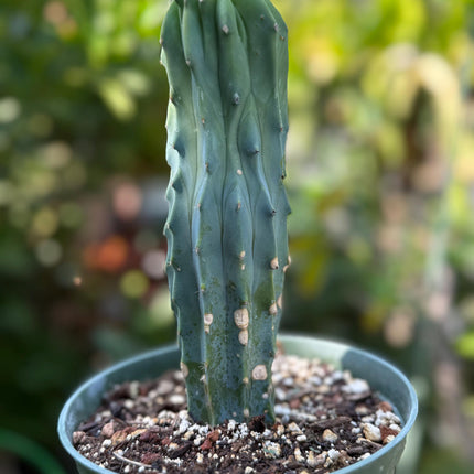 Myrtillocactus geometrizans ‘Blue Candle Cactus’, Live Plant