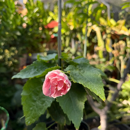 Abuliton "Victorian Lady"