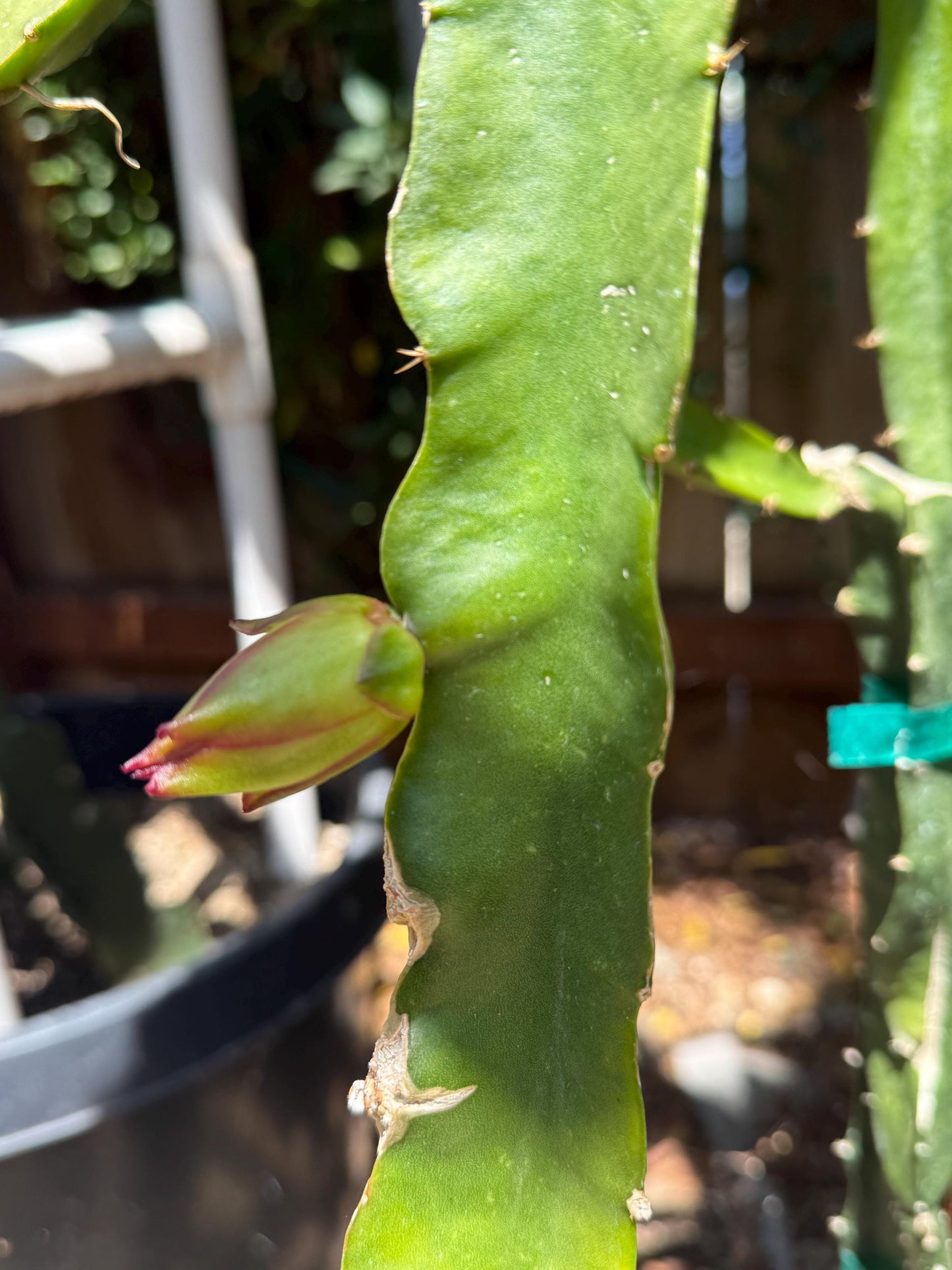 Riona (Don Burnett ‘s hybrid) grafted dragon fruit live plant (35-40” tall)