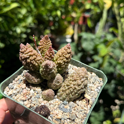 Adromischus marianiae herrei, ‘Red Coral’, Live Plant, 4-inch pot