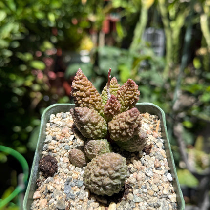 Adromischus marianiae herrei, ‘Red Coral’, Live Plant, 4-inch pot