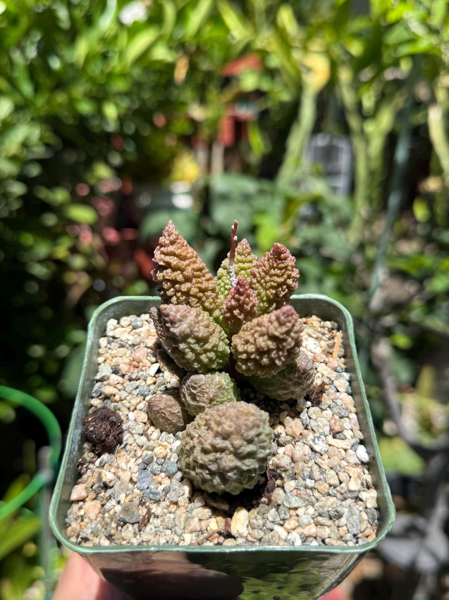 Adromischus marianiae herrei, ‘Red Coral’, Live Plant, 4-inch pot
