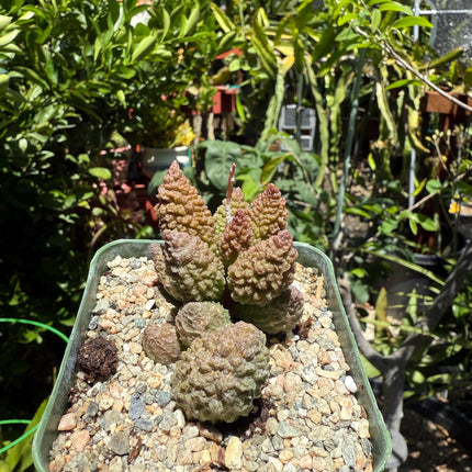 Adromischus marianiae herrei, ‘Red Coral’, Live Plant, 4-inch pot