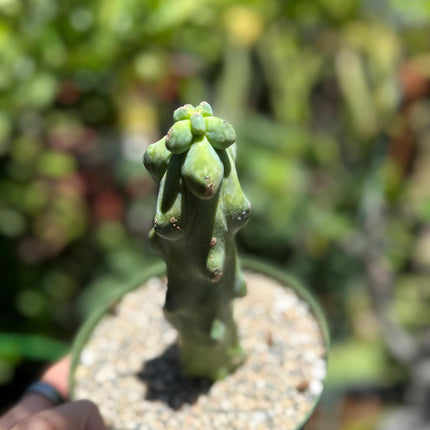 Myrtillocactus geometrizans 'Fukurokuryuzinboku "Boobie cactus"  live rooted plant