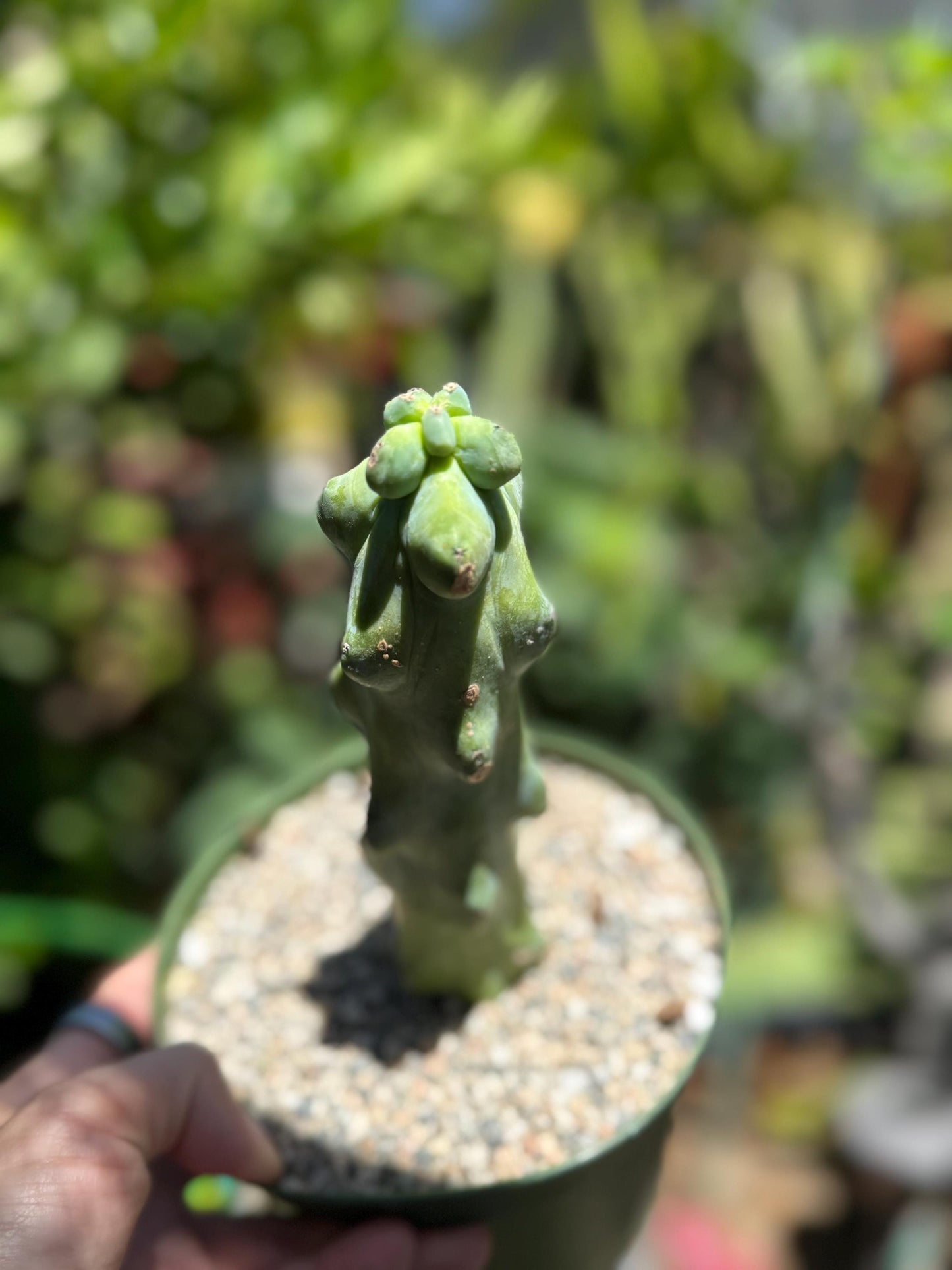 Myrtillocactus geometrizans 'Fukurokuryuzinboku "Boobie cactus"  live rooted plant