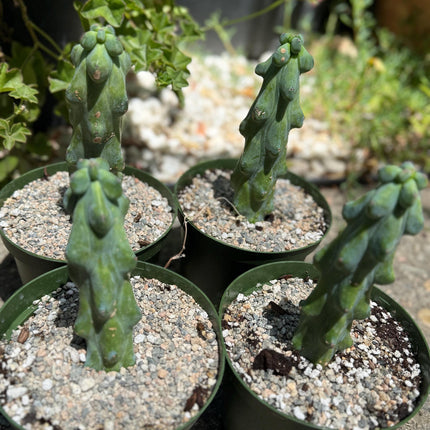 Myrtillocactus geometrizans 'Fukurokuryuzinboku "Boobie cactus"  live rooted plant