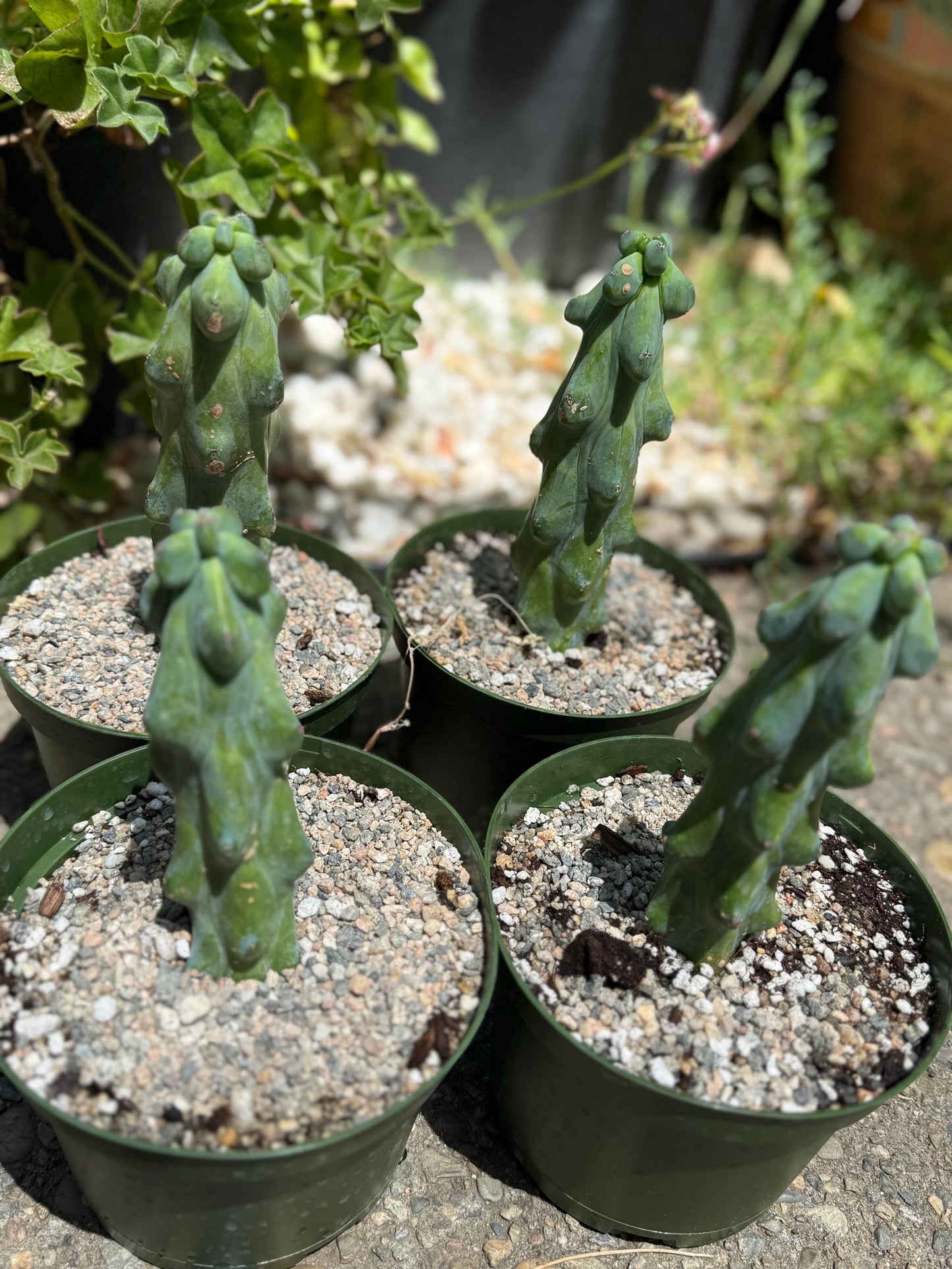 Myrtillocactus geometrizans 'Fukurokuryuzinboku "Boobie cactus"  live rooted plant