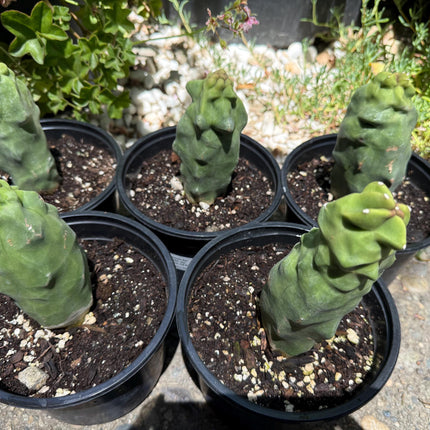 Pachycereus Schottii Monstrosus (Totem Pole) Cactus ROOTED Live Plant Thornless 5" to 7" tall