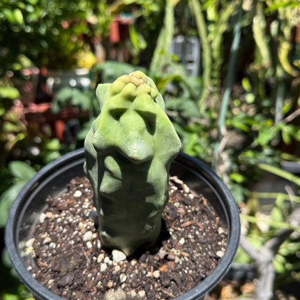 Pachycereus Schottii Monstrosus (Totem Pole) Cactus ROOTED Live Plant Thornless 5" to 7" tall