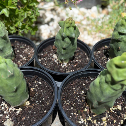Pachycereus Schottii Monstrosus (Totem Pole) Cactus ROOTED Live Plant Thornless 5" to 7" tall
