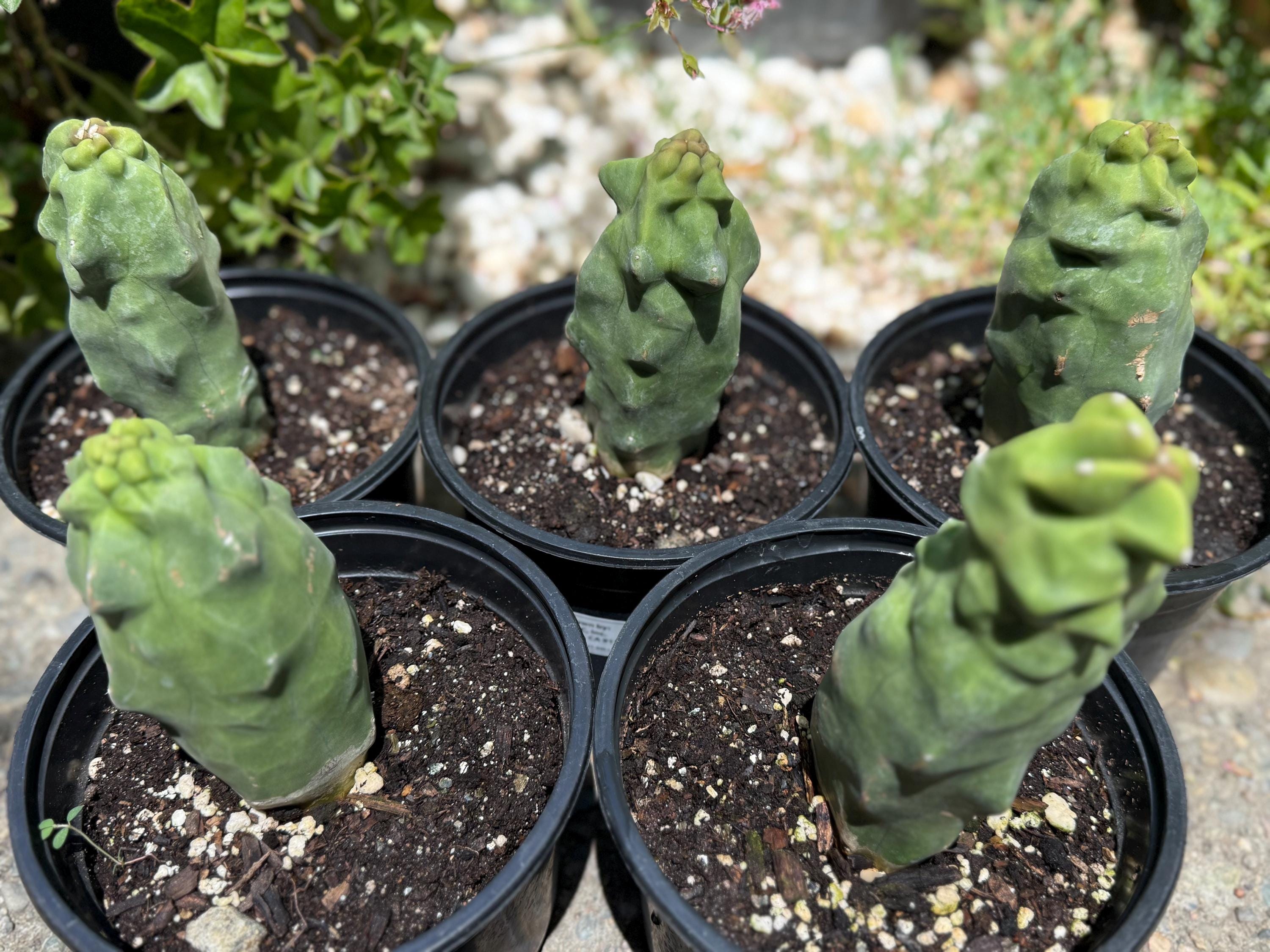 totem pole succulent Pachycereus Schottii Monstrosus (Totem Pole) Cactus ROOTED Live Plant Thornless 5" to 7" tall
