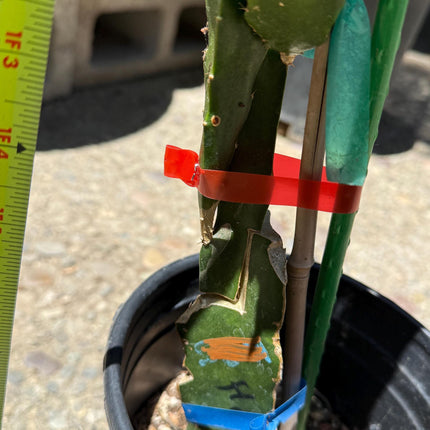 Amelie (Don Burnett ‘s hybrid) grafted dragon fruit live plant