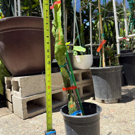 Amelie (Don Burnett ‘s hybrid) grafted dragon fruit live plant