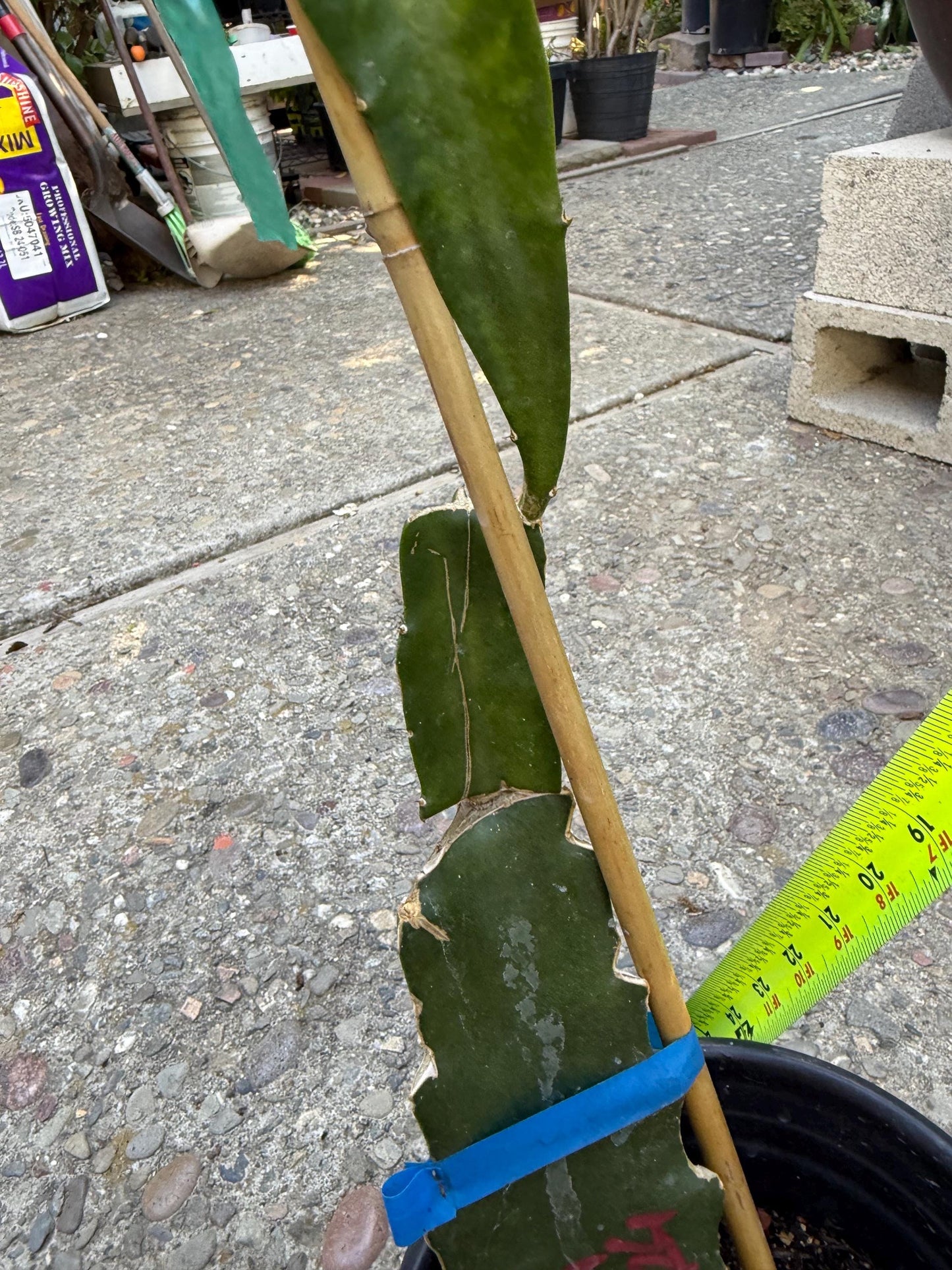 Stella (Don Burnett ‘s hybrid) grafted dragon fruit live plant