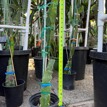 Patricia (official Astuna 5 yellow) grafted Dragon Fruit live plant