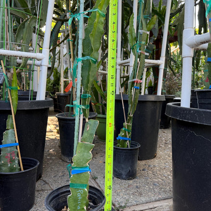 Patricia (official Astuna 5 yellow) grafted Dragon Fruit live plant