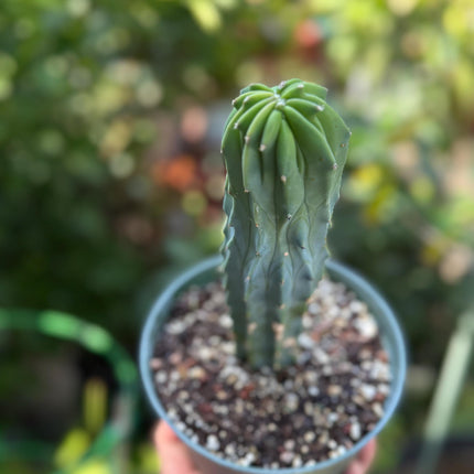 Myrtillocactus geometrizans ‘Blue Candle Cactus’, Live Plant