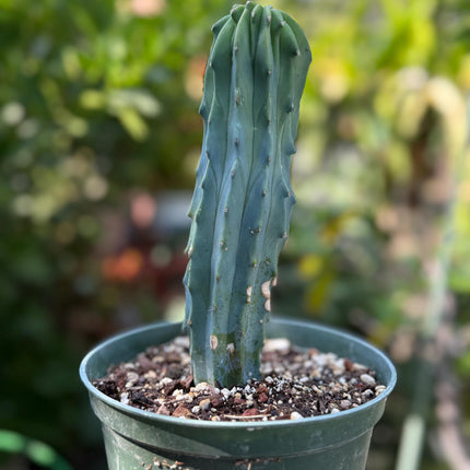 Myrtillocactus geometrizans ‘Blue Candle Cactus’, Live Plant