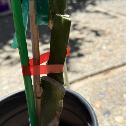 Amelie (Don Burnett ‘s hybrid) grafted dragon fruit live plant