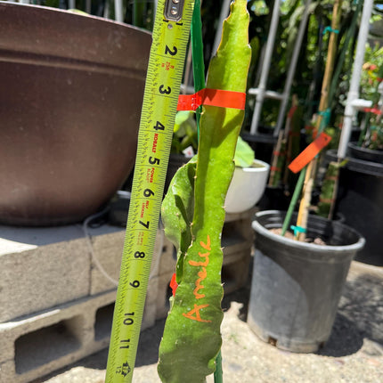 Amelie (Don Burnett ‘s hybrid) grafted dragon fruit live plant