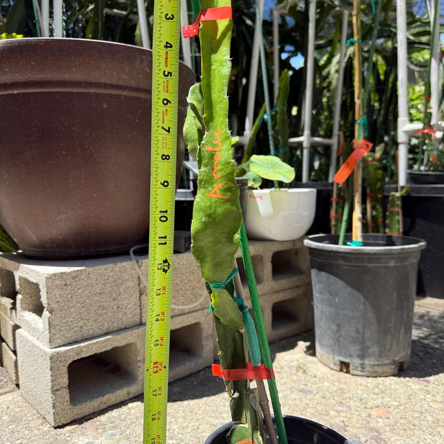 Amelie (Don Burnett ‘s hybrid) grafted dragon fruit live plant