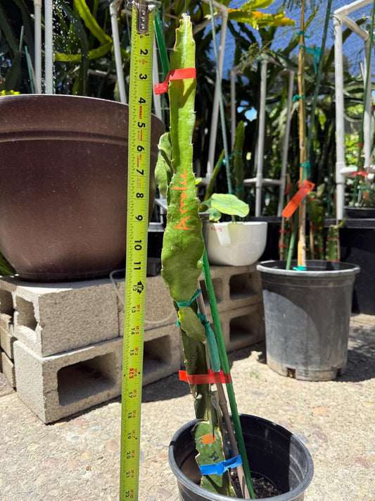 Amelie (Don Burnett ‘s hybrid) grafted dragon fruit live plant