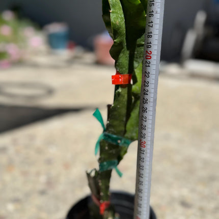 Amelie (Don Burnett ‘s hybrid) grafted dragon fruit live plant