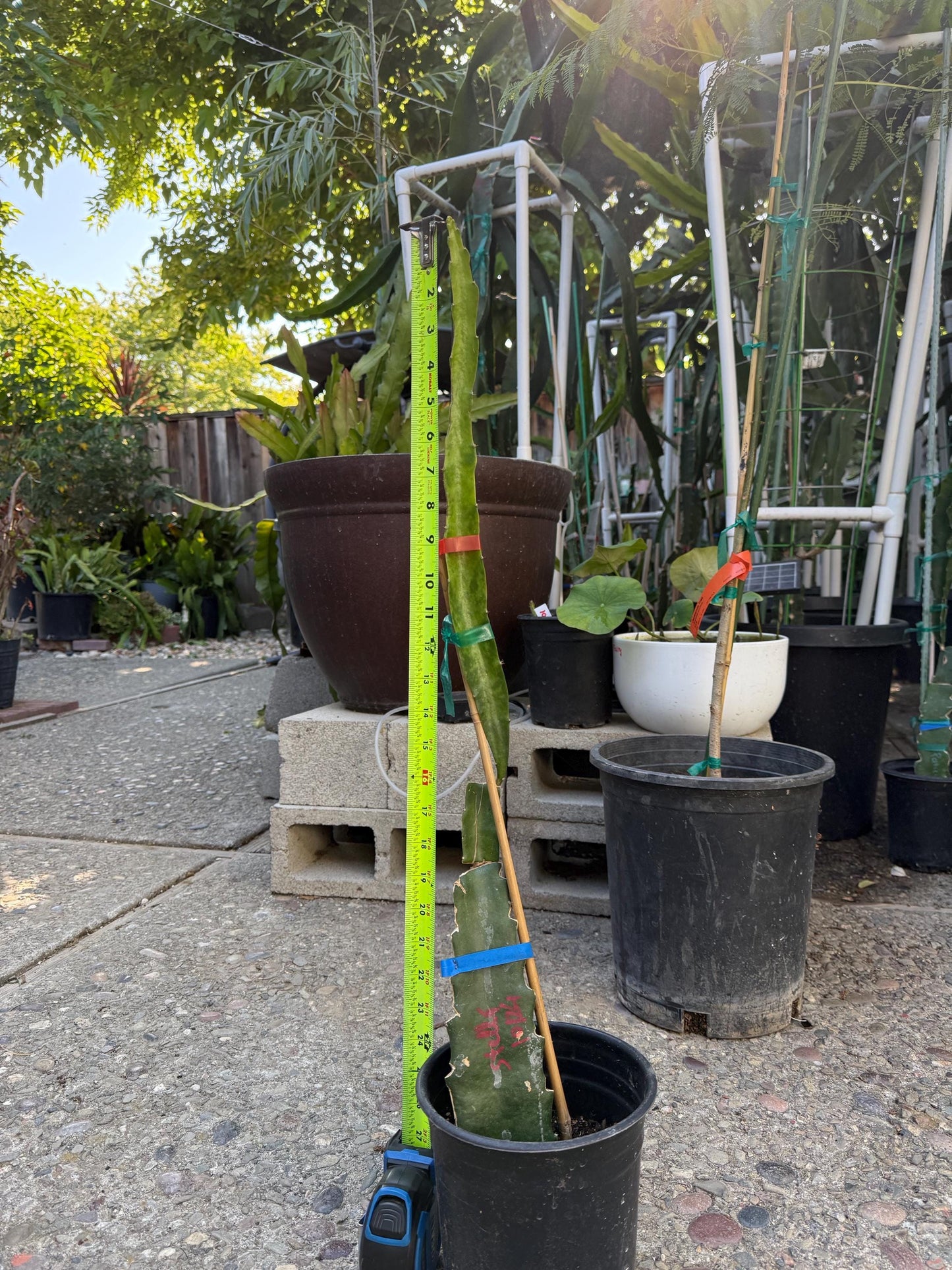 Stella (Don Burnett ‘s hybrid) grafted dragon fruit live plant