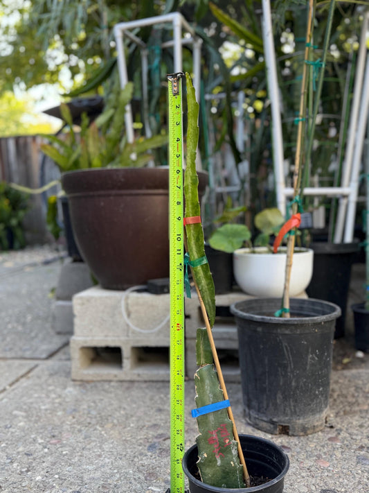 Stella (Don Burnett ‘s hybrid) grafted dragon fruit live plant