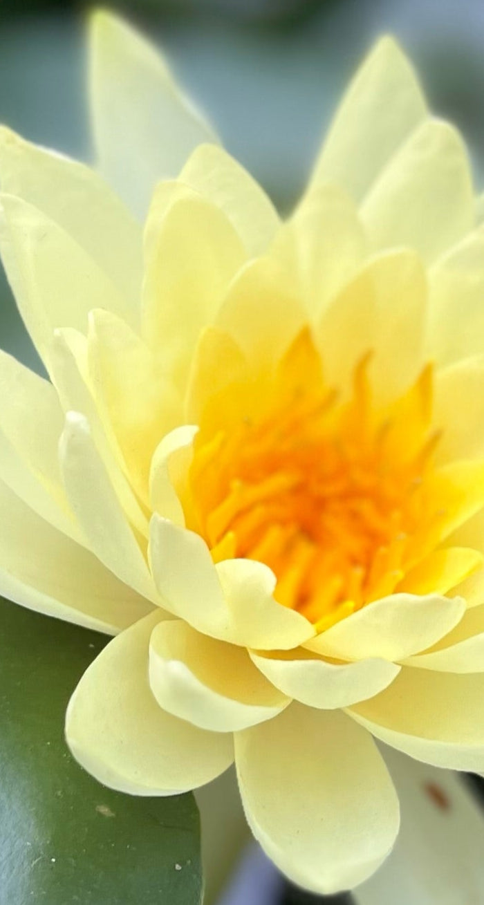 <h1>How can we help<br/>you today?</h1>