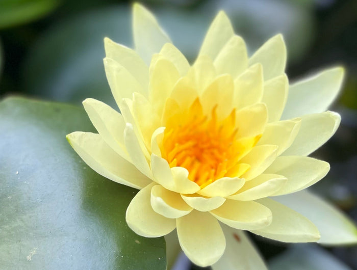 <h1>How can we help<br/>you today?</h1>