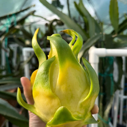 ISIS  Gold / Australian Gold dragon fruit cutting (12" or longer)