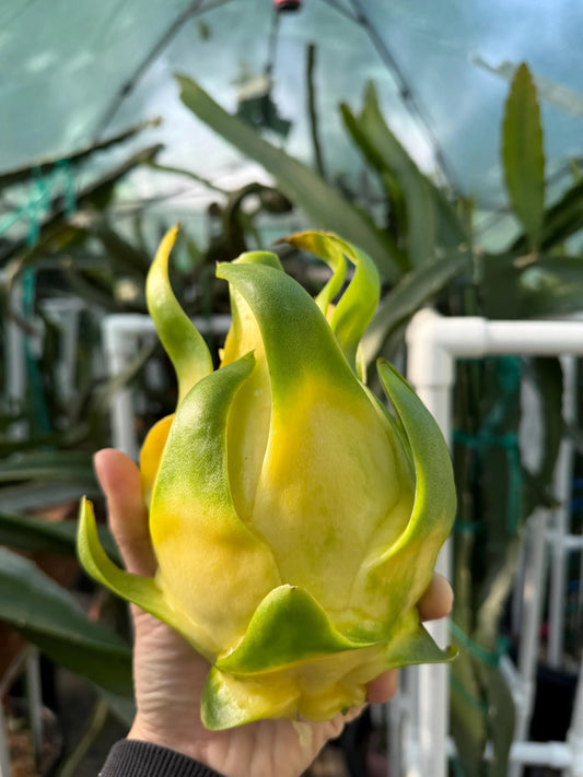 ISIS  Gold / Australian Gold dragon fruit cutting (12" or longer)