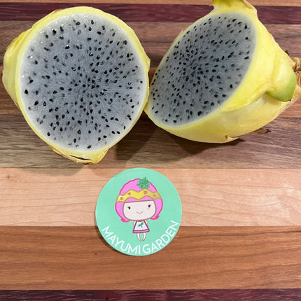 ISIS  Gold / Australian Gold dragon fruit cutting (12" or longer)