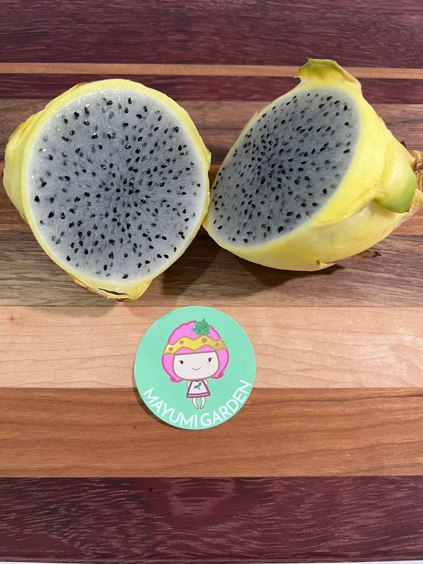 ISIS  Gold / Australian Gold dragon fruit cutting (12" or longer)