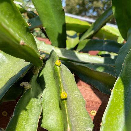 ISIS  Gold / Australian Gold dragon fruit cutting (12" or longer)