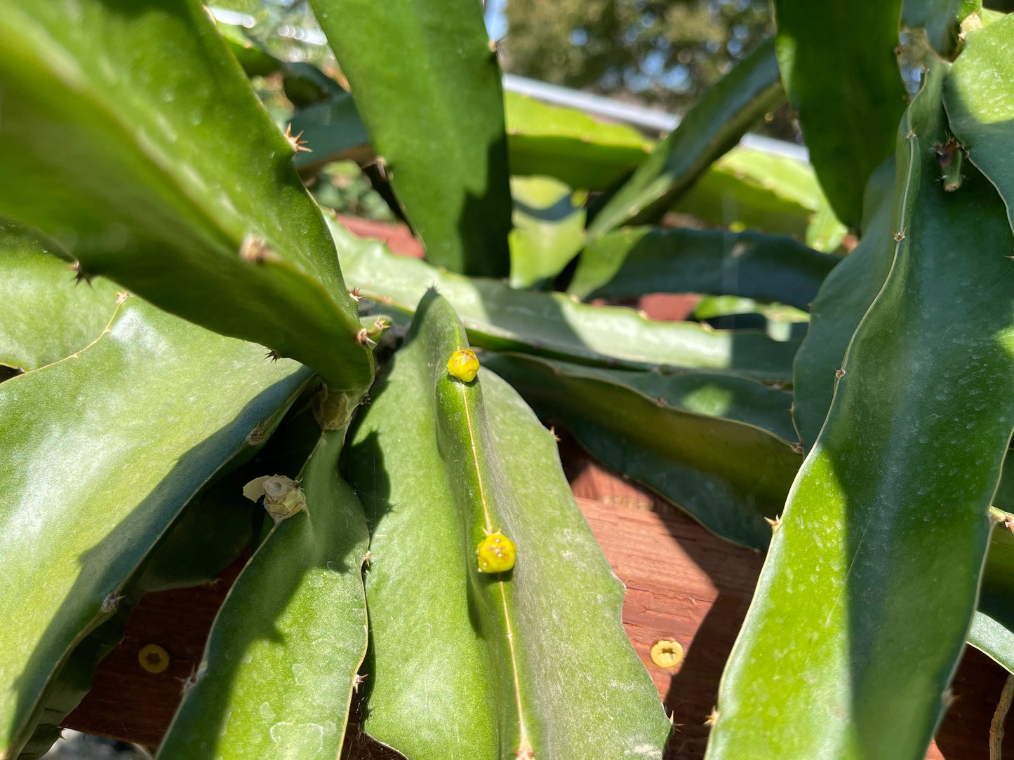 ISIS  Gold / Australian Gold dragon fruit cutting (12" or longer)