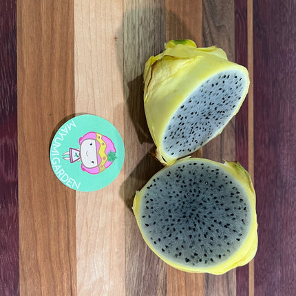 ISIS  Gold / Australian Gold dragon fruit cutting (12" or longer)